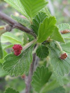 Cercocarpus montanus